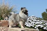 SPITZ ALLEMAND 127